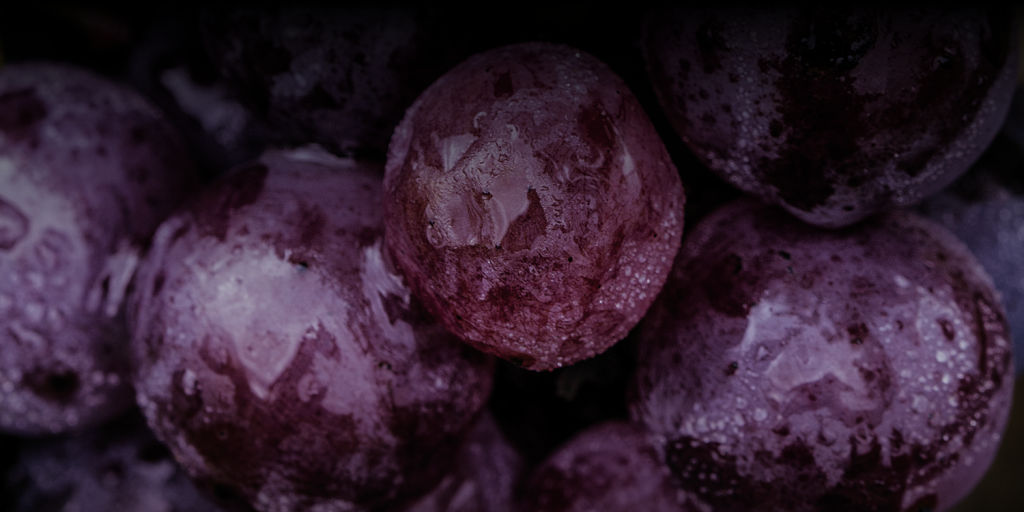 Mondial des Pinots by VINEA Le seul Grand concours international